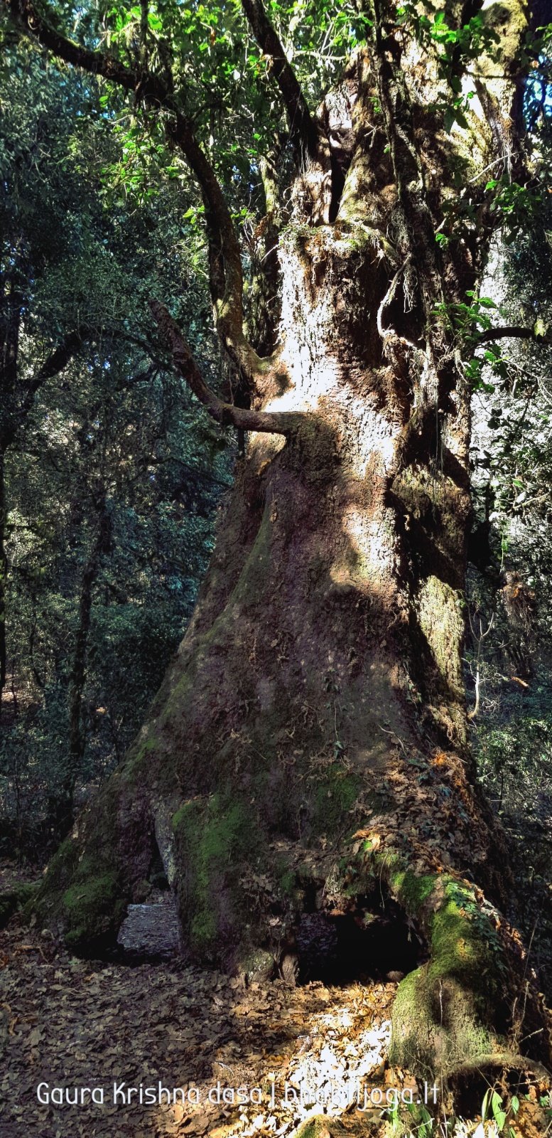  Trees. Shivapuri mountain. Kathmandu. 2019.01.15
